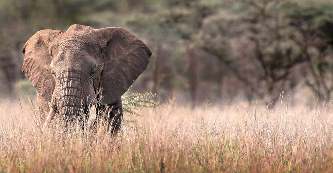 Africa-Kenya-Migration-9-elephant