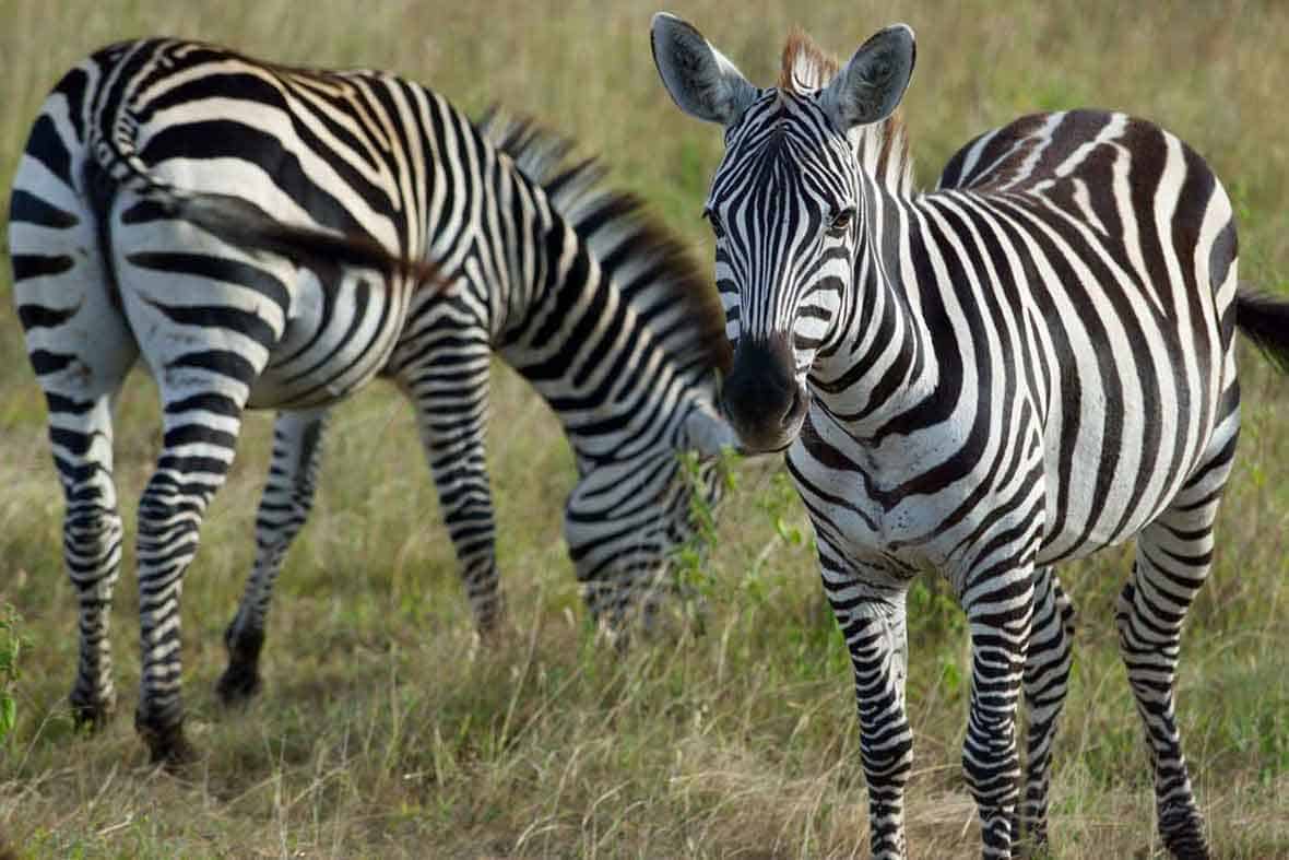 Africa Yoga Retreat zebras