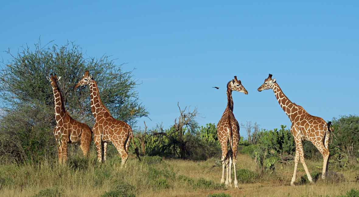 Yoga Retreat Kenya giraffes