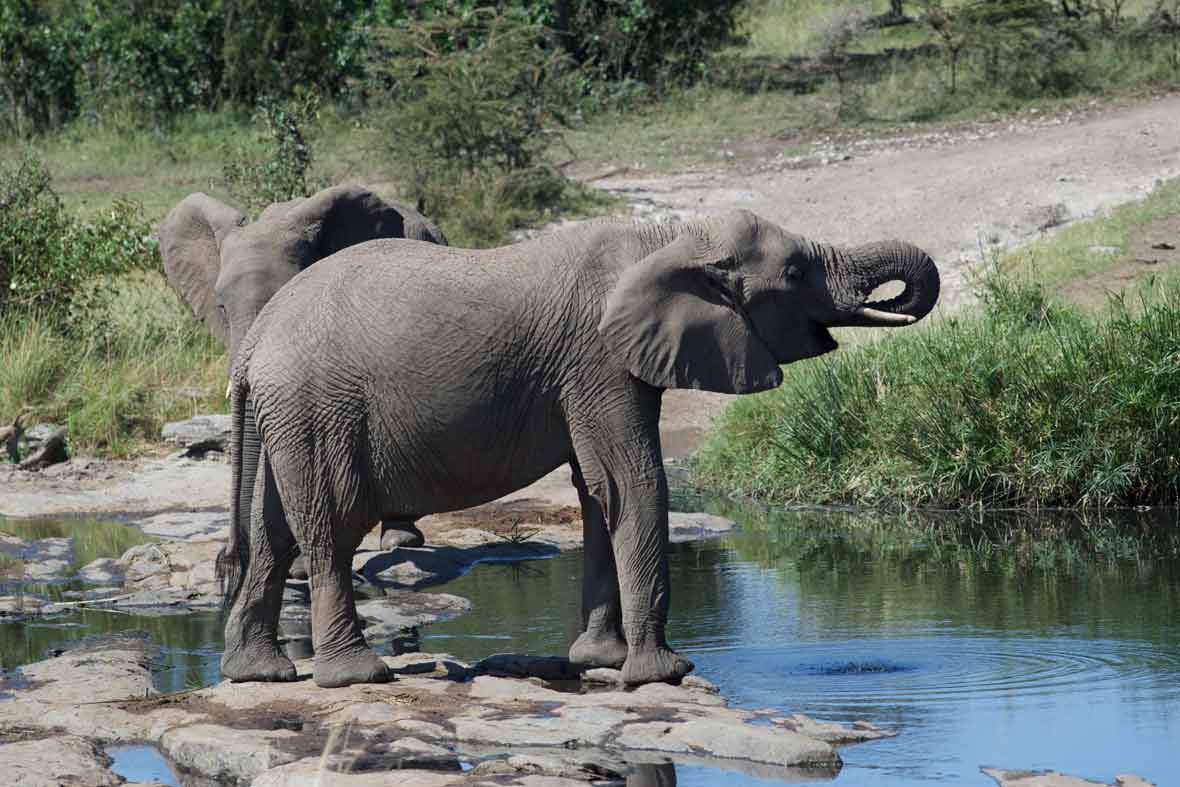 Africa Yoga Retreat Adventure elephants