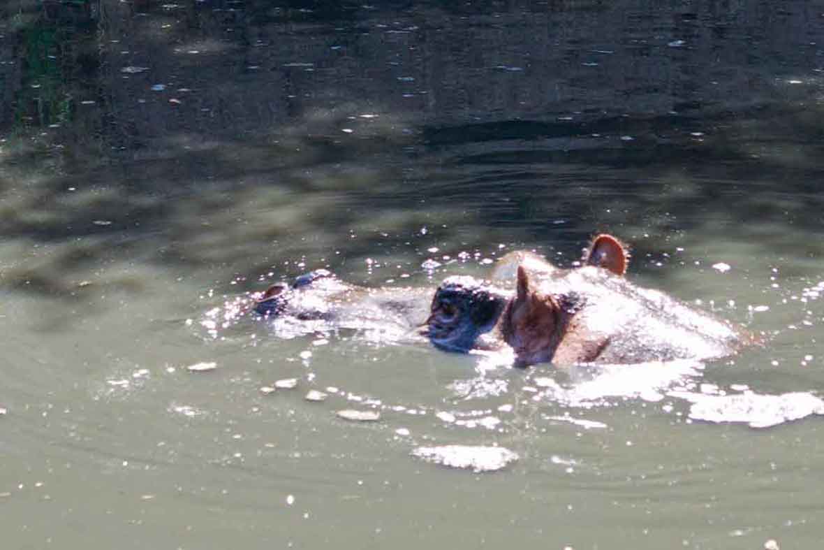 Kenya Yoga Retreat hippos