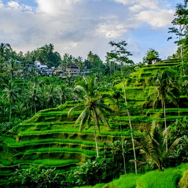 bali