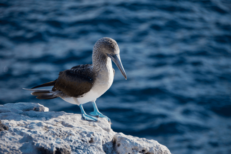 Blue-footed booby on a rock near the ocean. Here are 10 bucket list travel destinations with The Travel Yogi. Photo credit: Andy Brunner
