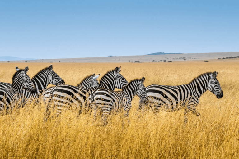 Zebra graze in a golden field of tall grass. Here are 10 bucket list travel destinations with The Travel Yogi. Photo credit: Surtita Budiman