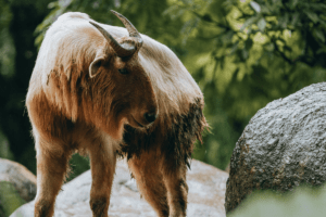 Engage in ethical animal tourism—and make furry friends like this takin—by traveling with The Travel Yogi. Photo Courtesy of Mehmet Turgut Kirkgoz.
