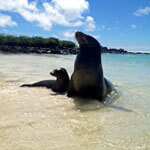 Sun bathing sea lions in Galapagos