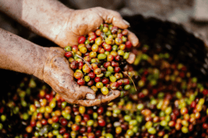 Cupped hands holding coffee cherries. Learn about Colombian coffee production with The Travel Yogi.