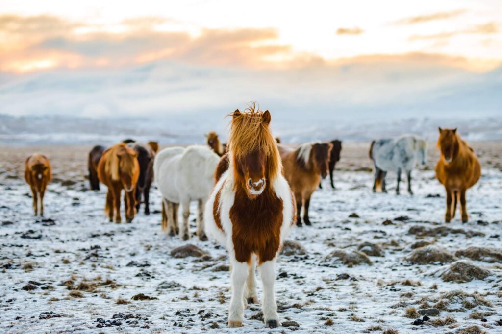 Brown and white horses standing in the snow in Iceland.