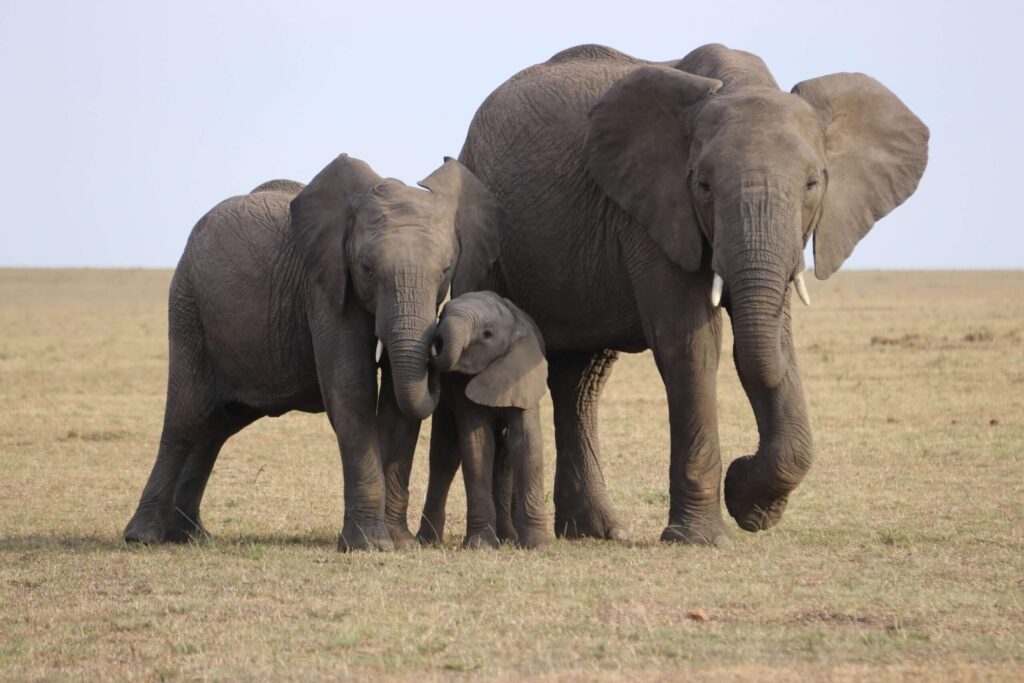 African elephant family walking together. Wake up to the sounds of Elephants in Kenya with The Travel Yogi.