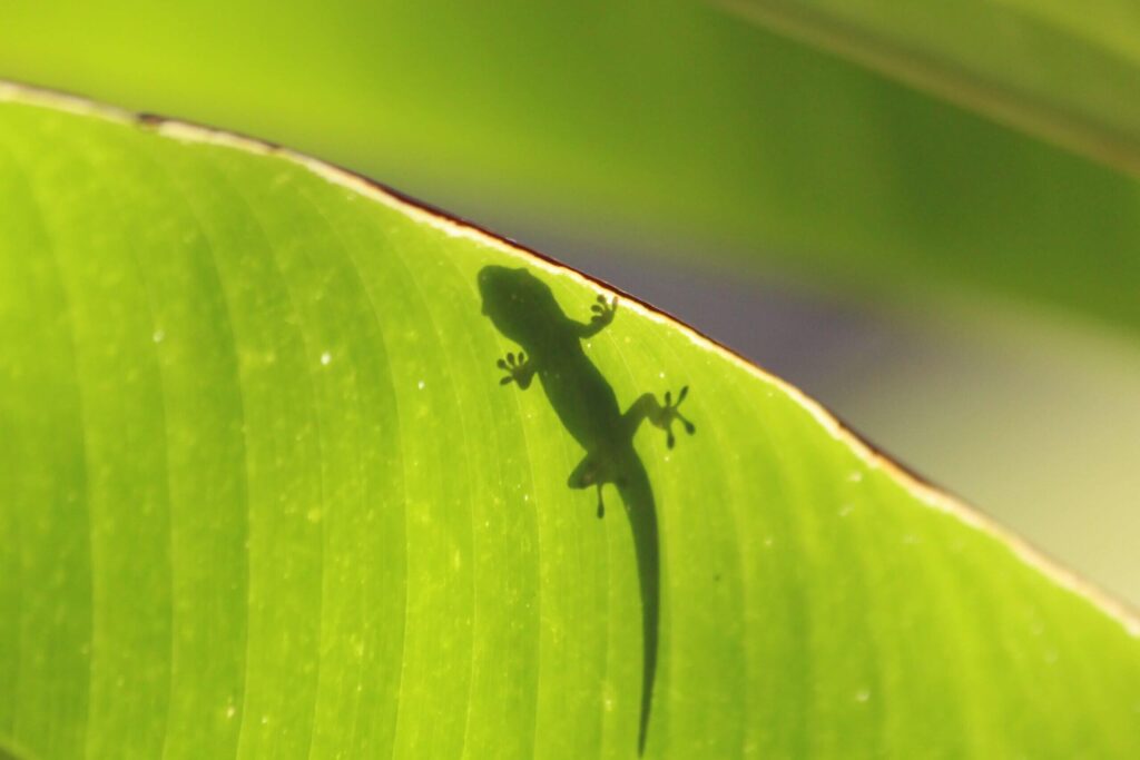 The shadow of a gecko on the underside of a leaf.