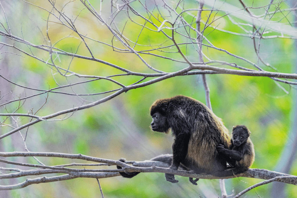 Howler monkey sitting on a tree branch.