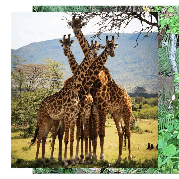 giraffes in kenya the travel yogi