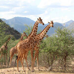 giraffes in samburu the travel yogi