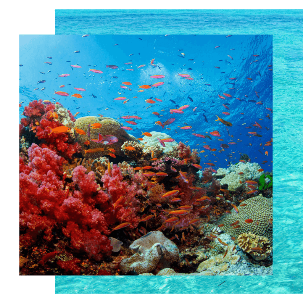 Vibrant fish and coral in Fiji