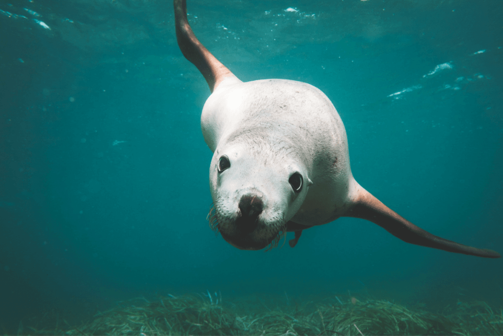 Sea lion underwater looking at camera. Learn more about the Galápagos sea lion with The Travel Yogi.