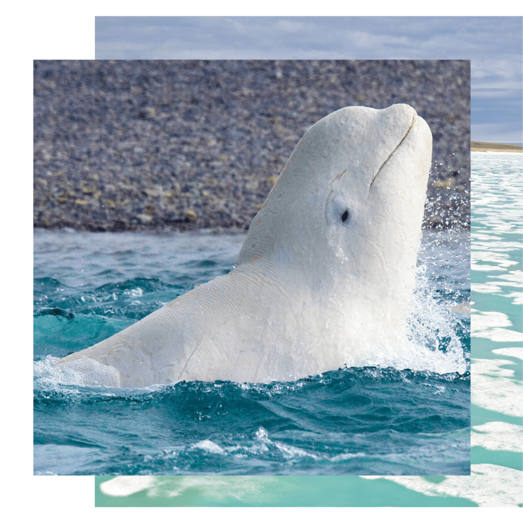 Beluga whale by the shore on an Arctic adventure yoga trip with The Travel Yogi