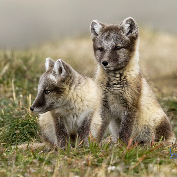 Arctic Foxes copy