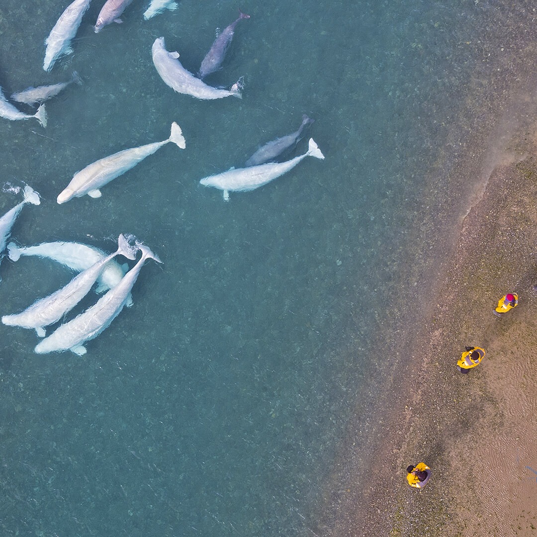 Arctic adventure beluga whale sighting close to shore