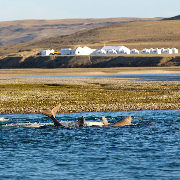 Juvenile beluga playing in front of Arctic yoga retreat adventure The Travel Yogi