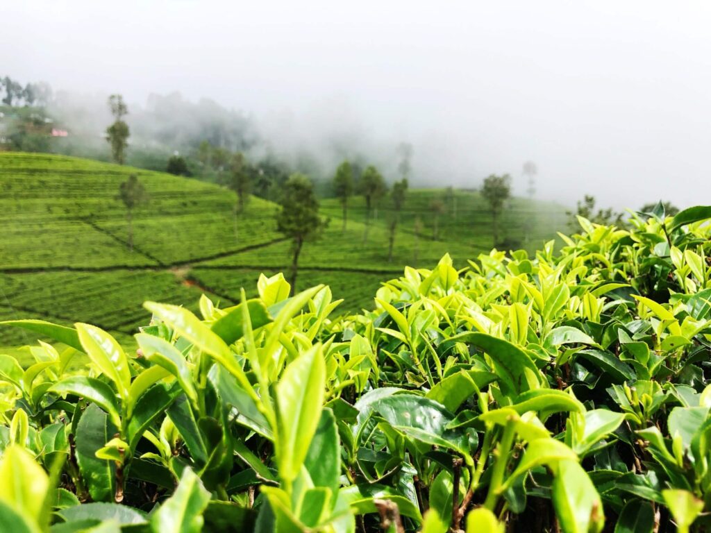 Tea field in Haputale, Sri Lanka by Yasasi Rajapakse via Unsplash