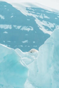 Arctic polar bear resting on an iceberg by Annie Spratt via Unsplash.