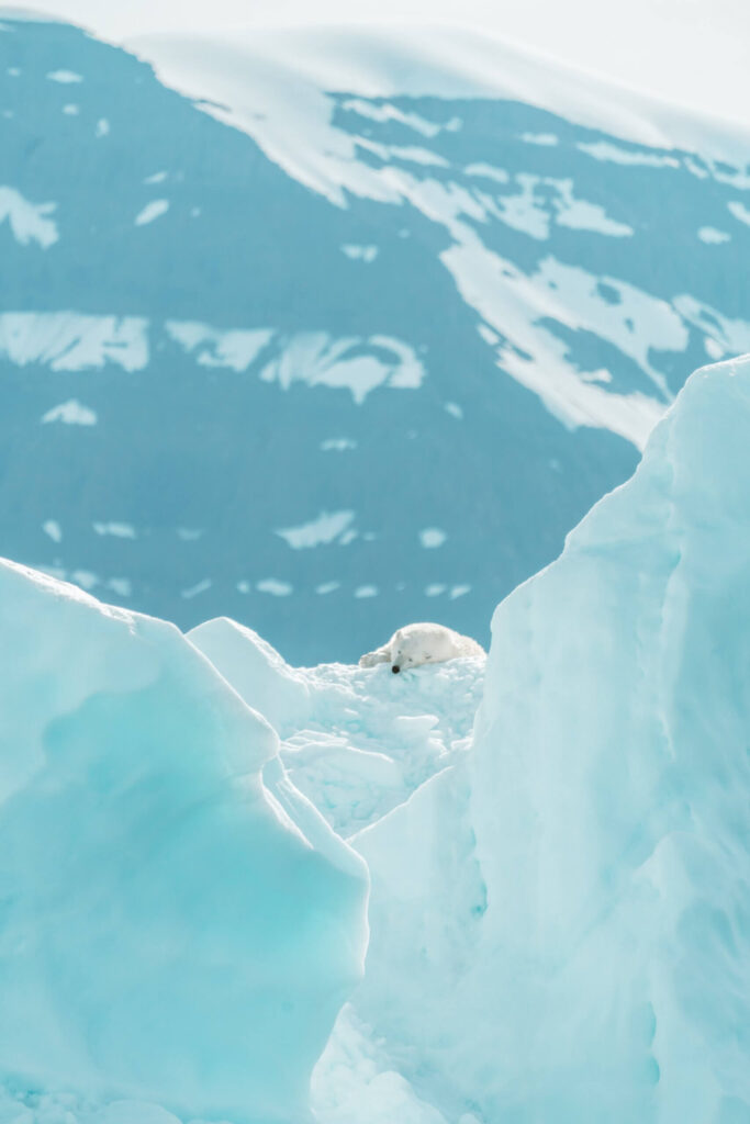Arctic polar bear resting on an iceberg by Annie Spratt via Unsplash.