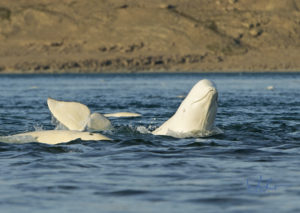 Beluga coming up to say hi above the water in the Arctic by Weber Arctic