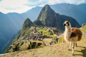 Llama in Machu Picchu via Dropbox.