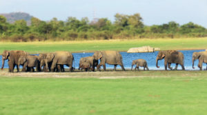 Sri Lankan Elephants via Dropbox.