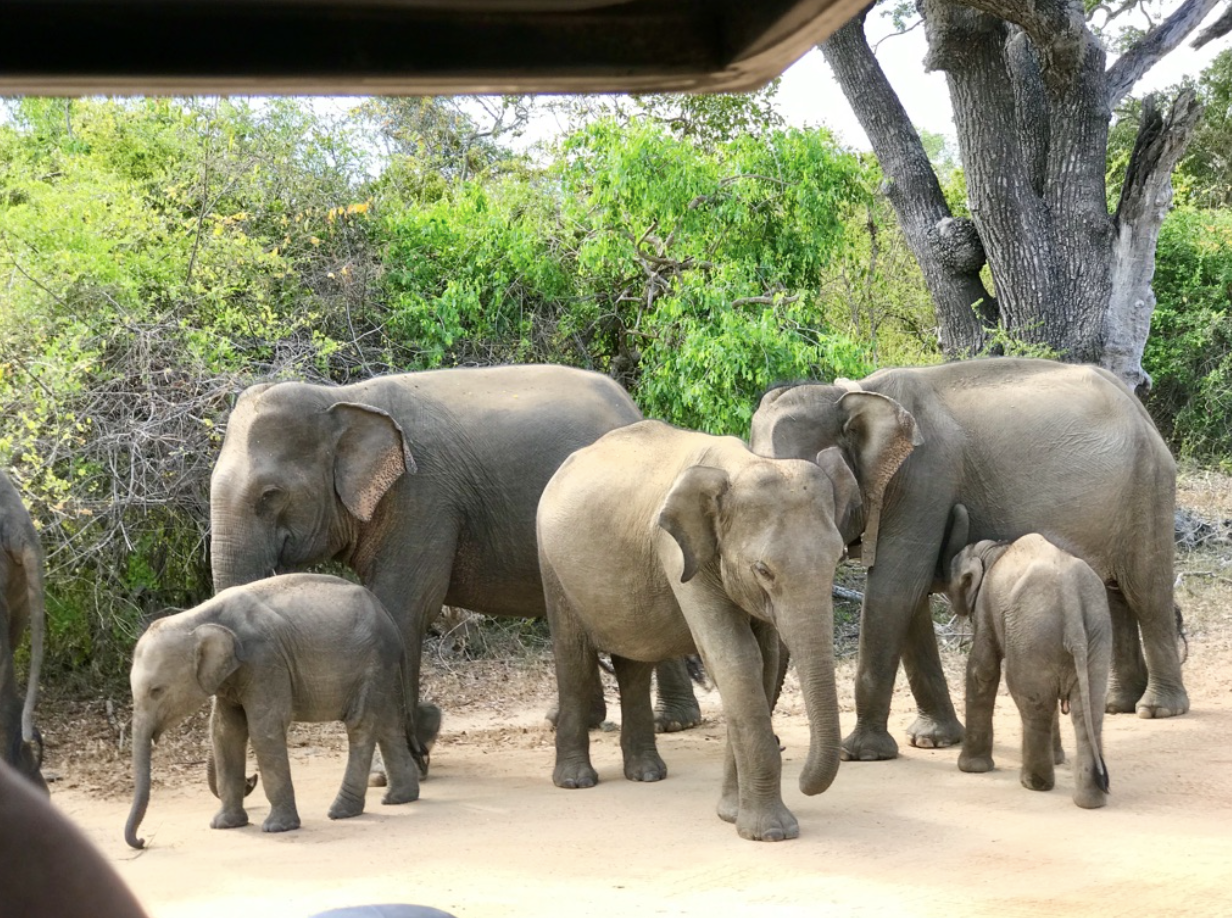 Safari spotting elephants in Sri Lanka via Dropbox. 
