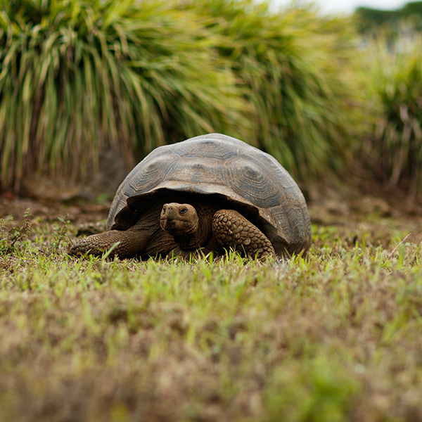 Tortoise Galapagos yoga adventure The Travel Yogi