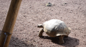 Galápagos Giant Tortoise hanging by the yoga shala via Dropbox.