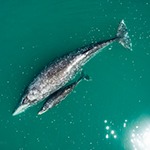 Gray whales Mexico yoga retreat The Travel Yogi