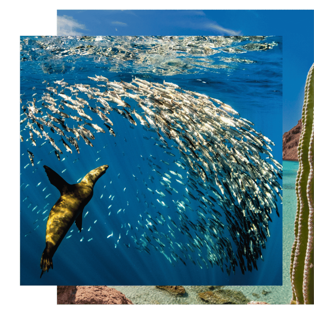 Sea lion on a Mexico yoga retreat adventure with The Travel Yogi