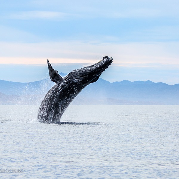 mexico yoga retreat adventure the travel yogi magdalena bay gray whales