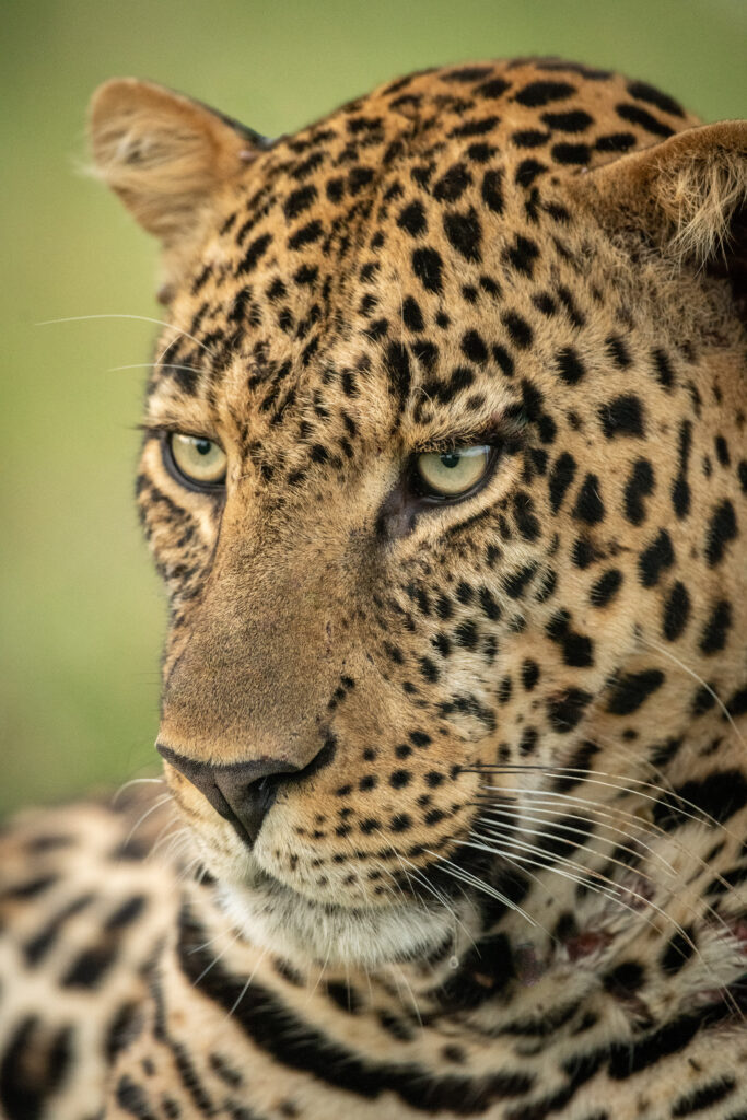 close up of male leopard head angled down