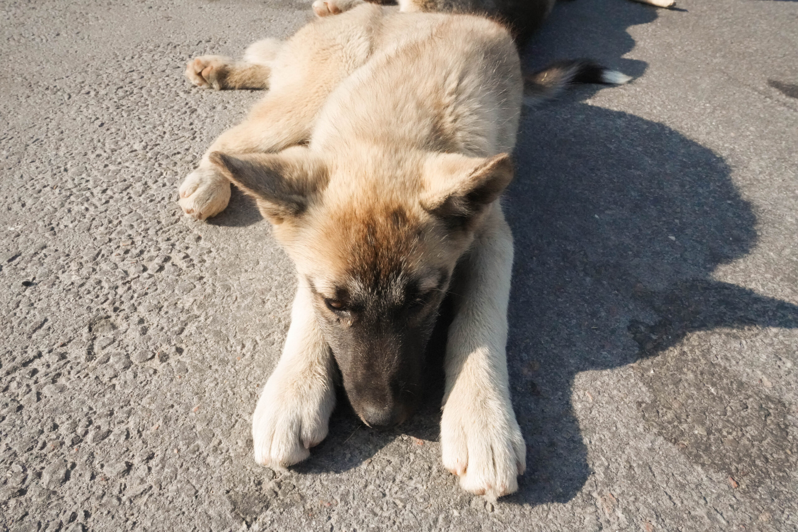 Puppy lying down on its paws in Greenland