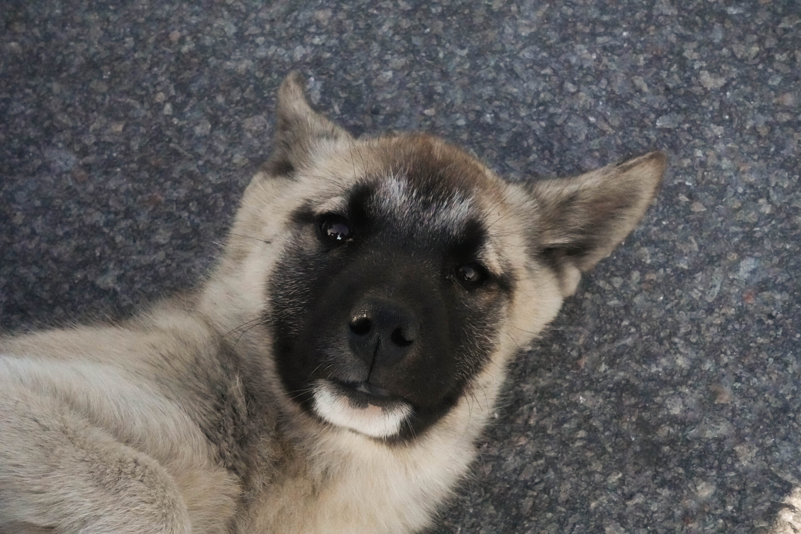 close up of greenlandic puppy