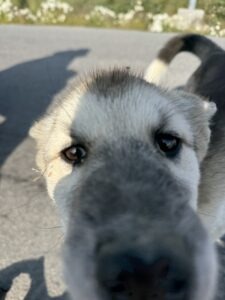 Greenland puppy snout up in the camera lens