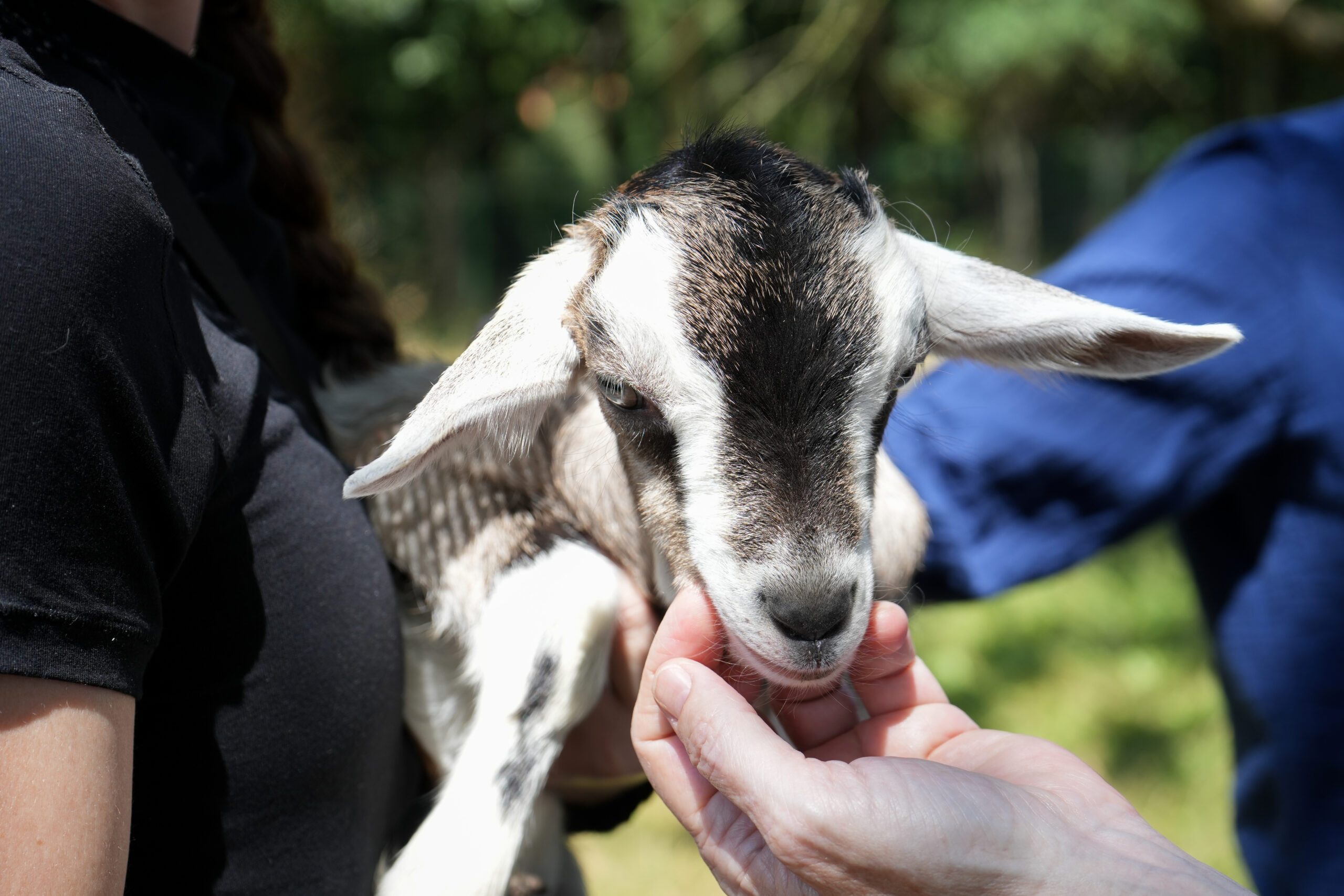 Person holding a baby goat in Piedmont, Italy